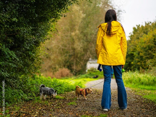 Fototapeta Teenager girl walking small dogs in a park. Making money on pet service and care concept. Hobby and responsibility. Model in yellow jacket and blue jeans. Selective focus