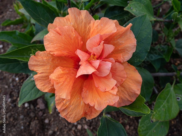Obraz Flower Orange