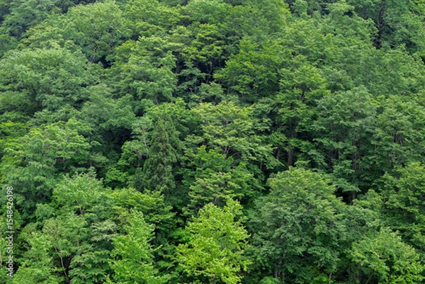 Fototapeta 新緑の山と残雪の北アルプス　鹿島槍ヶ岳
