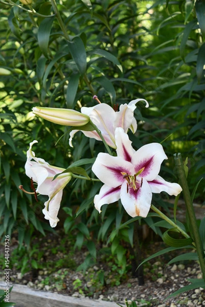 Fototapeta ユリ「ガウチョ」　Lilium 'Gaucho'