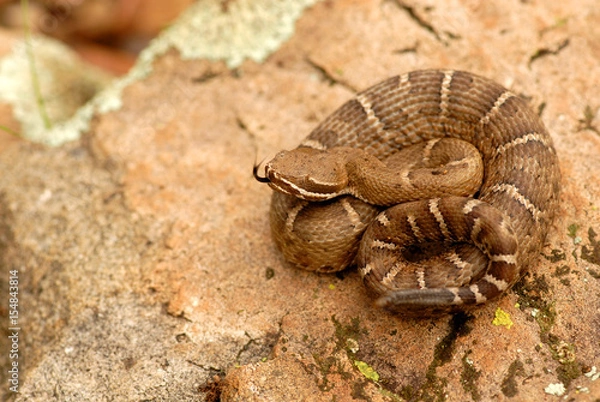 Fototapeta Crotalus willardi