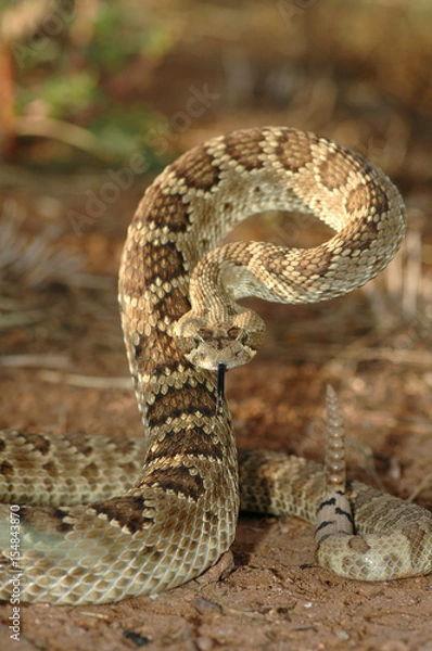 Obraz Mojave Rattlesnake