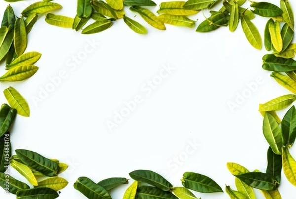 Fototapeta Leaf frame