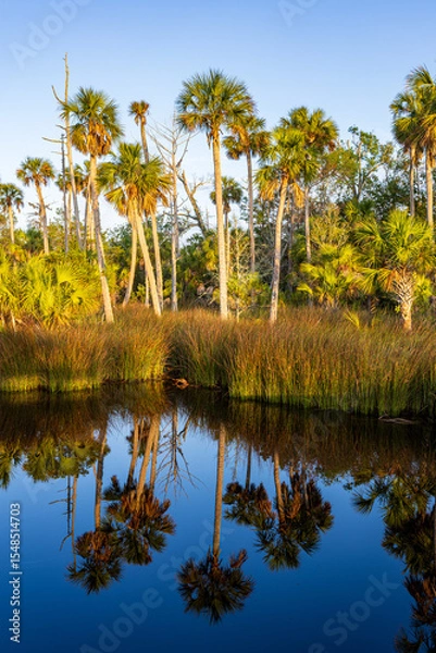Fototapeta Early morning at the Suwanee River National Wildlife Refuge with beautiful reflections