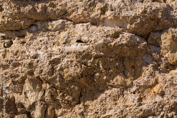 Fototapeta Fossil corals of the Red Sea. Ancient creatures, turned into stone. Reef corals.