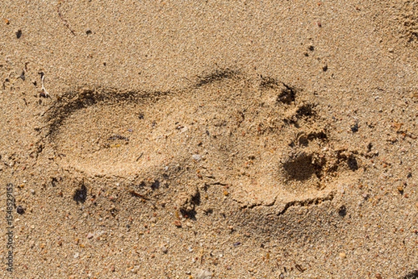 Fototapeta The footprint of a bare human foot in the sand. An imprint on a wet surface illuminated by the evening sun. The Red Sea.