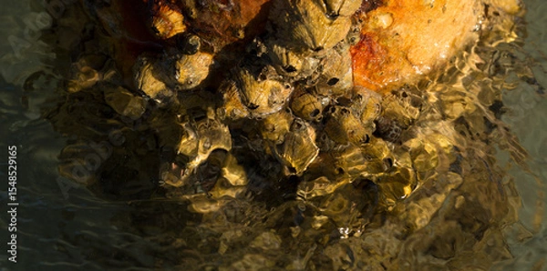 Fototapeta Tetraclita squamosa - Thatched barnacle. Balanus (Balanomorpha) is a genus of barnacles in the family Balanidae of the subphylum Crustacea.