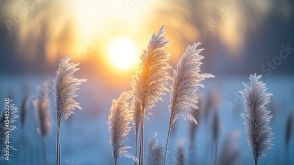 Fototapeta Dry golden reeds glisten with frost as the warm sun rises, creating a serene winter scene.