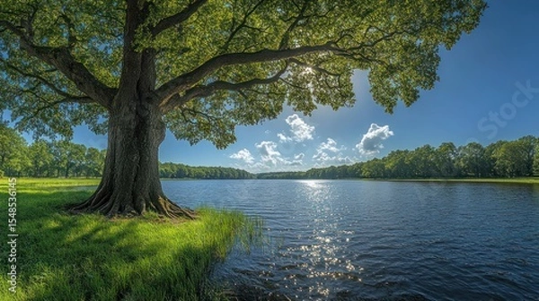 Fototapeta Scenic lake view framed by a large tree with sun dappling water on a bright day scene.