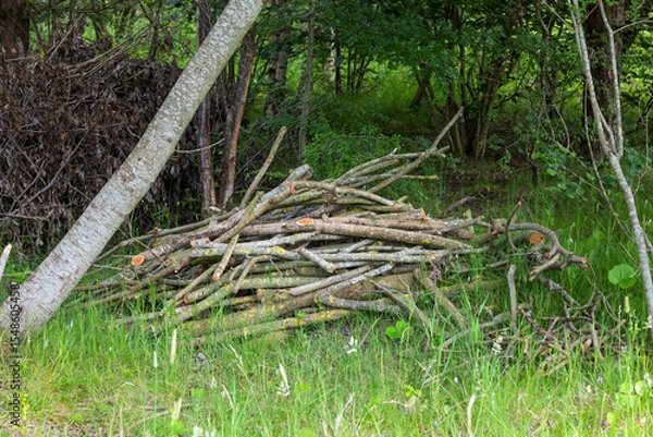 Obraz Pile of Cut Branches on Ground in a Woodland Clearing