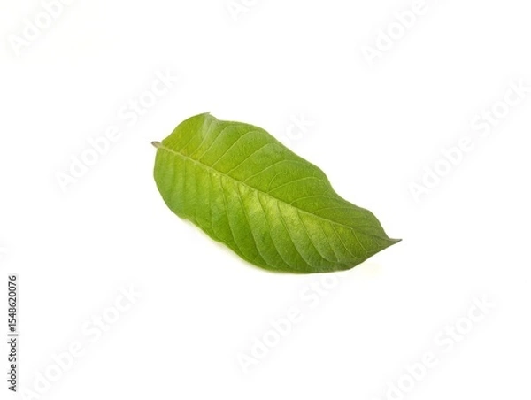 Fototapeta Guava leaf isolated on white background 