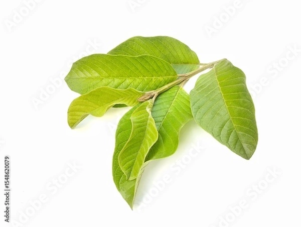 Fototapeta Guava leaves isolated on white background 