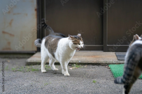 Fototapeta 威嚇する猫