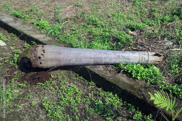 Fototapeta Fallen Tree Trunk in Lush Greenery