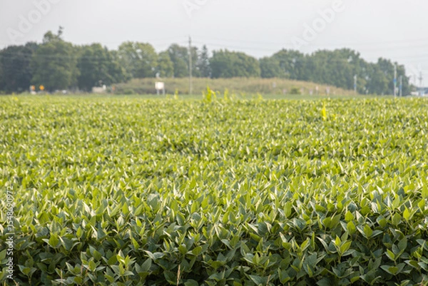 Fototapeta Dense rows of green soybean plants in bright sunlight with a soft-focus background of trees, grass, and distant signage.