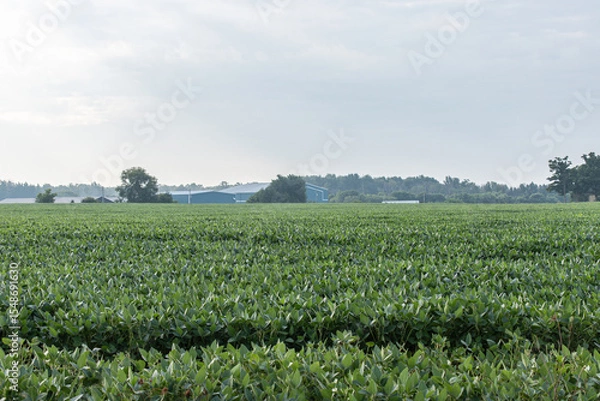 Fototapeta Lush green soybean field stretches toward the horizon under an overcast sky, with farm buildings and trees in the distance.