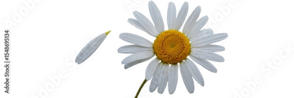 Fototapeta Single white daisy flower with one petal falling down bloom on transparent background