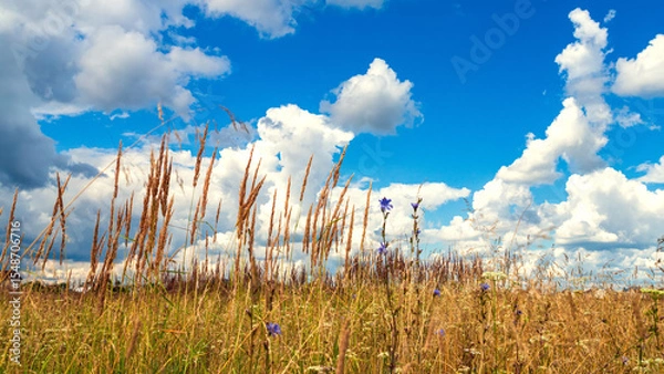 Obraz Summer landscape with grass and wild flowers against blue sky with clouds.