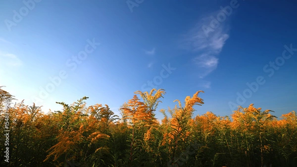 Obraz Summer landscape with grass and wild flowers against blue sky with clouds.