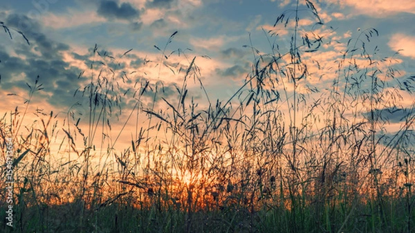 Obraz Summer landscape with grass and wild flowers against blue sky with clouds. Summer evening.