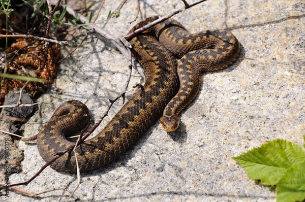 Obraz Kreuzotter - Vipera-brush