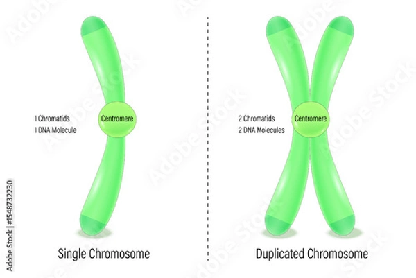Fototapeta Single and Duplicated chromosome. Biological study. chromatids, centromere, telomere, p arm and q arm. Vector used for scientific and medical education.