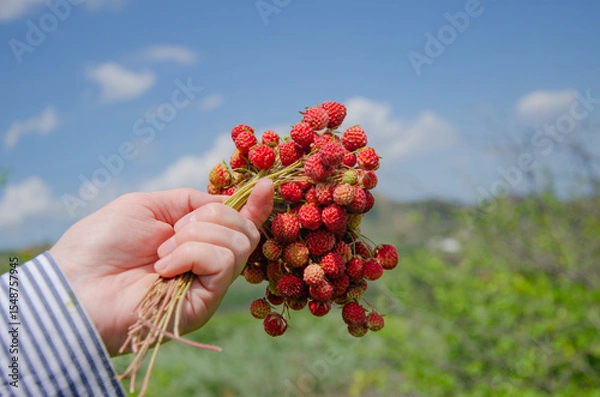 Fototapeta holding a strawberry bush in his hand against the background of nature, picking berries