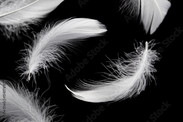 Fototapeta Abstract White Feathers Floating in The Dark. Fluffy Downy, Softness of Feathers Falling on Black Background.
