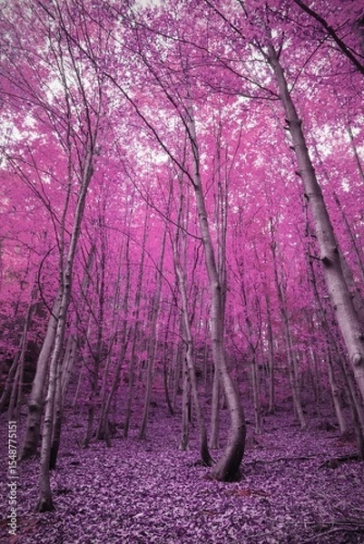 Fototapeta Vertical image of pink blossoming trees in a forest, with copy space