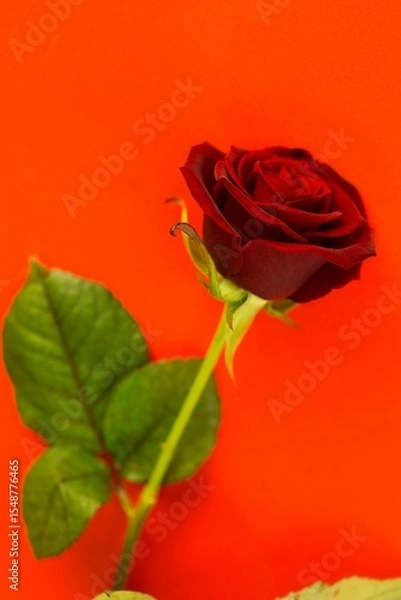 Obraz Close-up of rose against red background