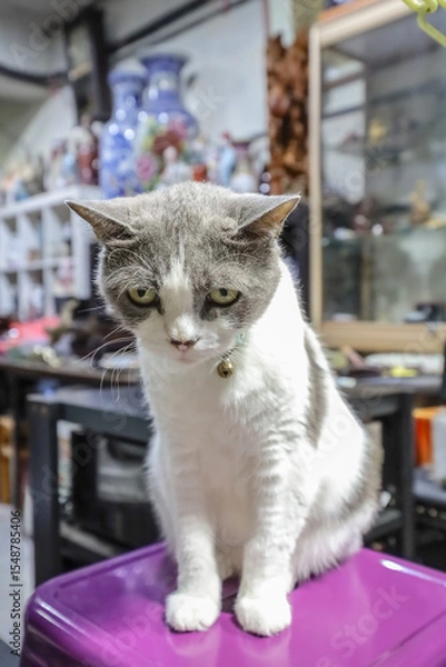 Fototapeta June 20 2025 Close-Up of a Calico Cat Sitting on a Surface Indoors