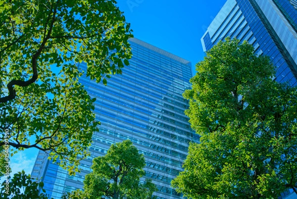 Fototapeta オフィスビル　緑の木