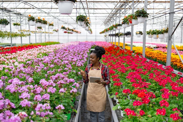 Obraz An African-American woman examines rows of colorful flowers in a vibrant greenhouse, pointing at some of them.