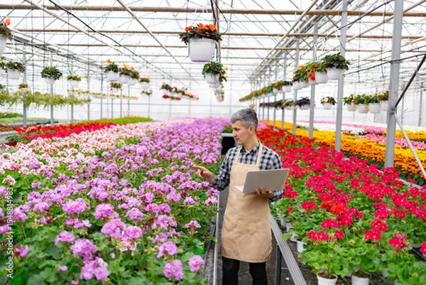 Obraz A gardener in a greenhouse with rows of vibrant geraniums, using a laptop to monitor their progress.