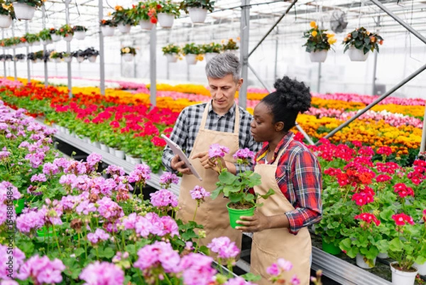 Obraz Two botanists in a greenhouse examining a flowering plant together, using a tablet for reference.