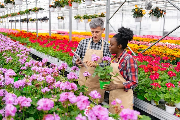 Obraz Two people in a greenhouse, discussing a plant. They are surrounded by colorful flowers.