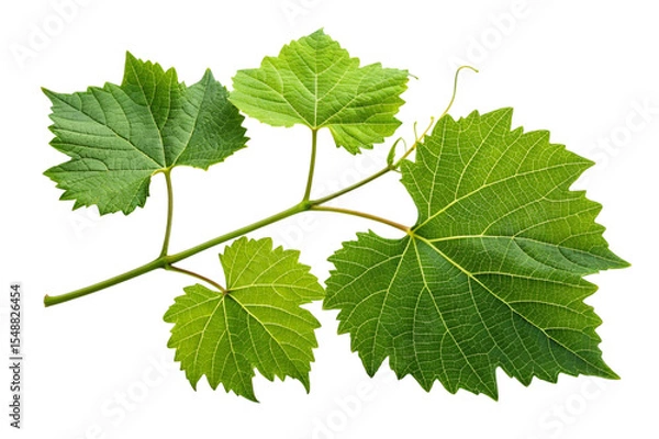 Fototapeta Fresh green grapevine leaves branch isolated on transparent background