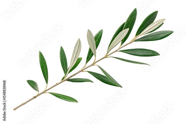 Fototapeta Fresh olive branch with green leaves isolated on transparent background