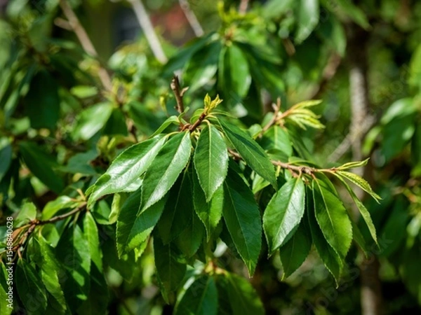 Fototapeta Closeup of shiny green leaves of laurel, Prunus laurocerasus rotundifolia, in sunlight