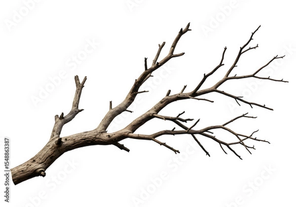 Obraz Dried Spooky Dead Tree Branch, Isolated on White or Transparent Background