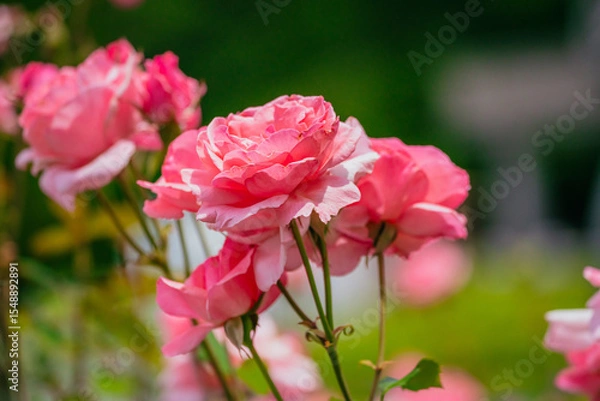 Fototapeta 神代植物公園に咲くピンク色のバラ