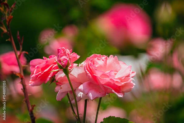 Obraz 神代植物公園に咲くピンク色のバラ