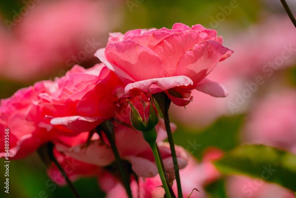 Obraz 神代植物公園に咲くピンク色のバラ