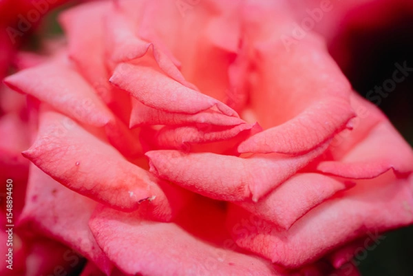 Obraz 神代植物公園に咲くピンク色のバラ