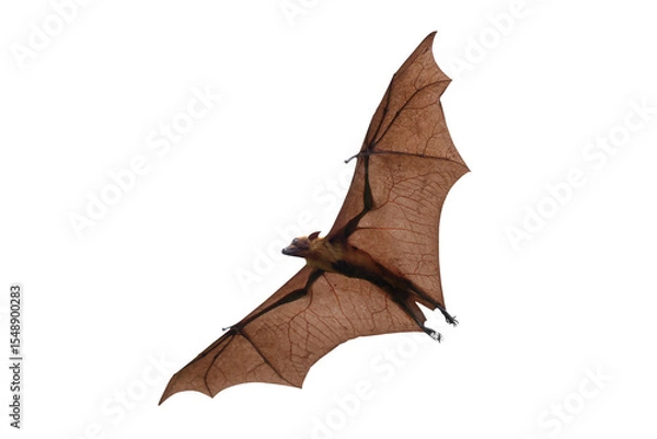 Fototapeta Bat flying isolated on transparent background png file	
