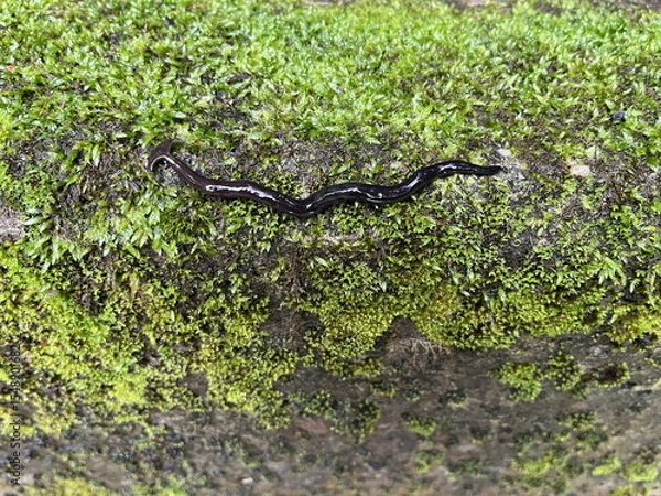 Obraz Bipalium fuscatum クロイロコウガイビル コウガイビル