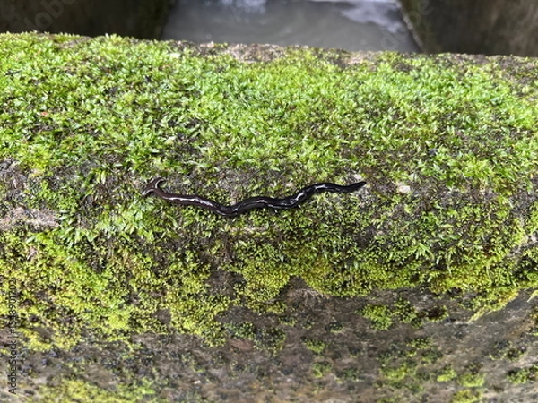 Obraz Bipalium fuscatum クロイロコウガイビル コウガイビル