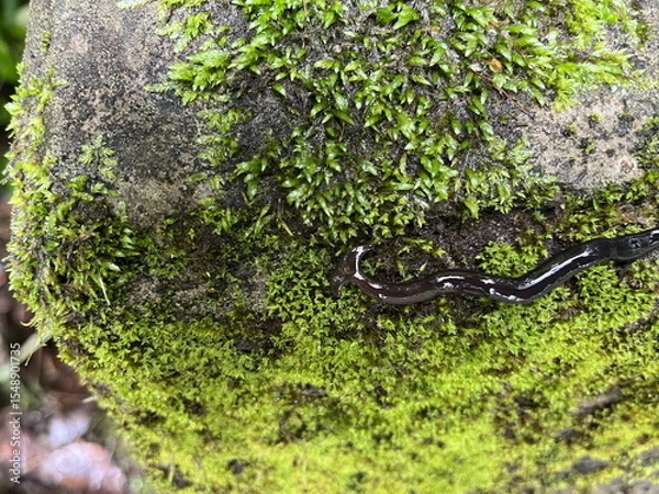 Obraz Bipalium fuscatum クロイロコウガイビル コウガイビル