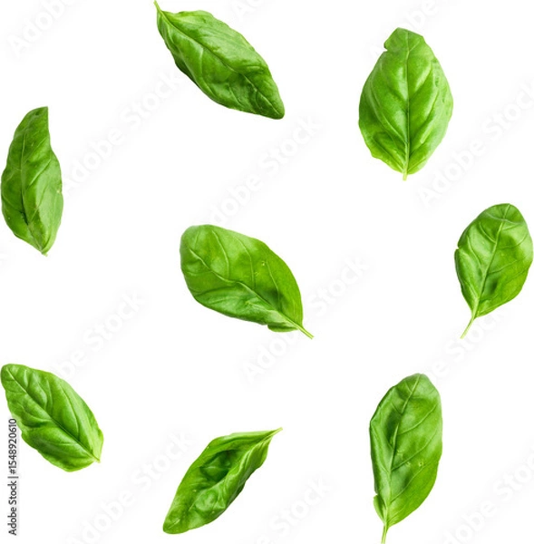 Obraz A collection of fresh basil leaves scattered against a white background, ideal for culinary use and decoration.