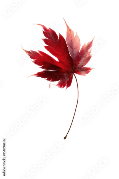 Fototapeta Vibrant Red Maple Leaf Detailed Veins Isolated on Black Background Photorealistic Close Up